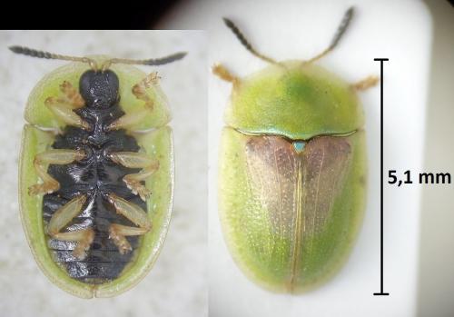 Réf. 224 408 : Cassida rufovirens